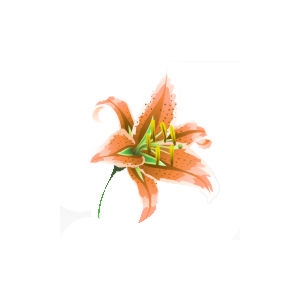 Orange Lily